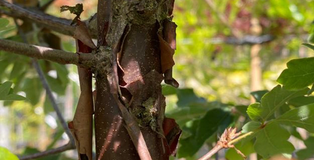 Welke bomen verliezen hun schors?
