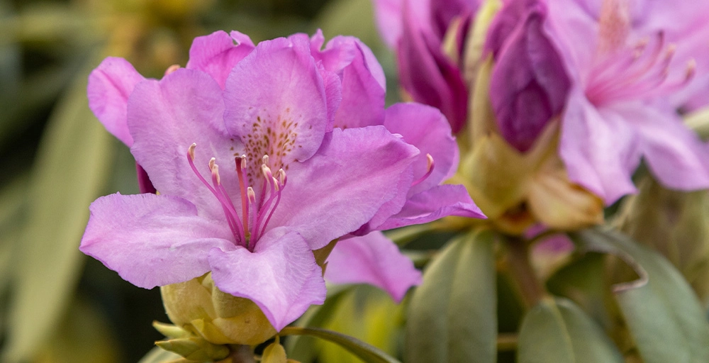 Maak de tuin klaar voor het voorjaar