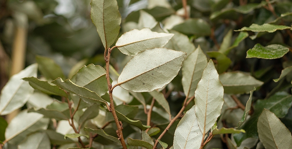 Welke bomen bloeien in oktober?