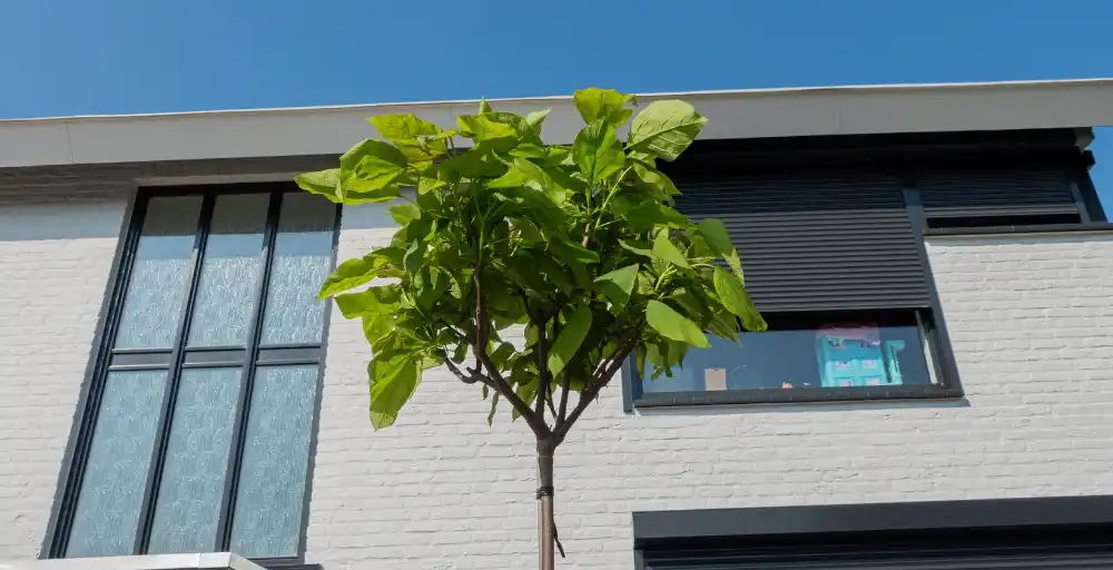 Alle voordelen en nadelen van de bolcatalpa