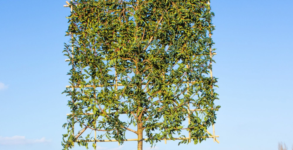 Voordelen en nadelen van de Portugese laurier