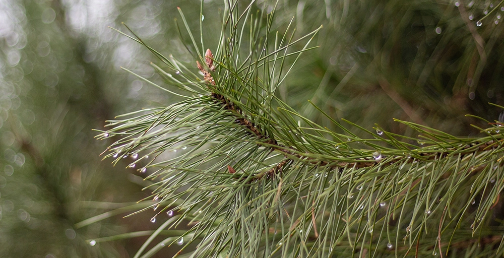 Bomen die in de volle zon kunnen staan