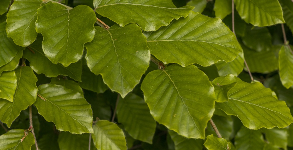 Bomen die in de volle zon kunnen staan