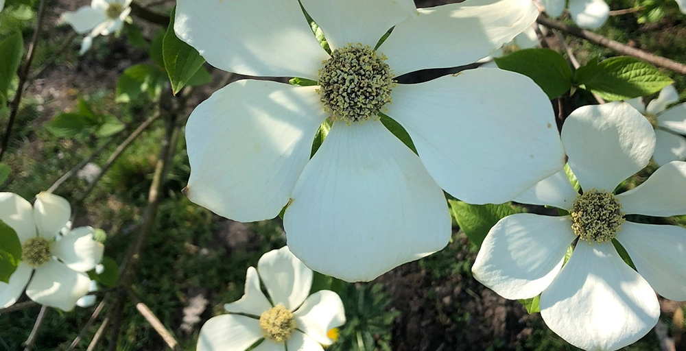 Bomen met witte bloemen