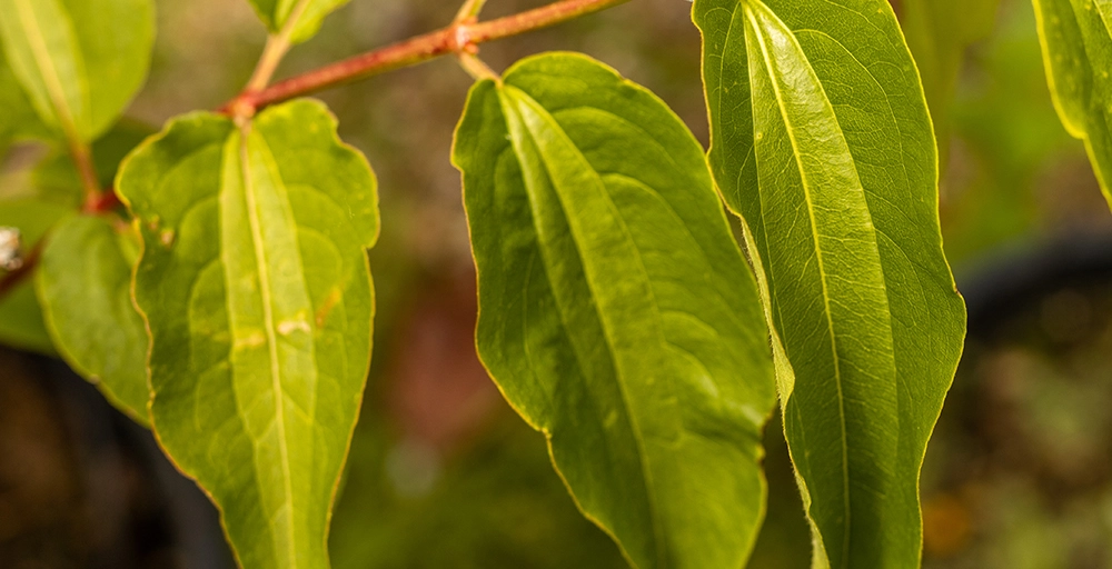 Welke bomen bloeien in september?