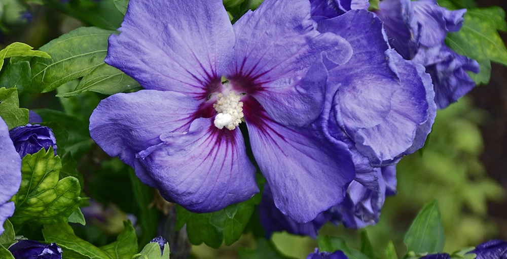 Bomen voor in de voortuin