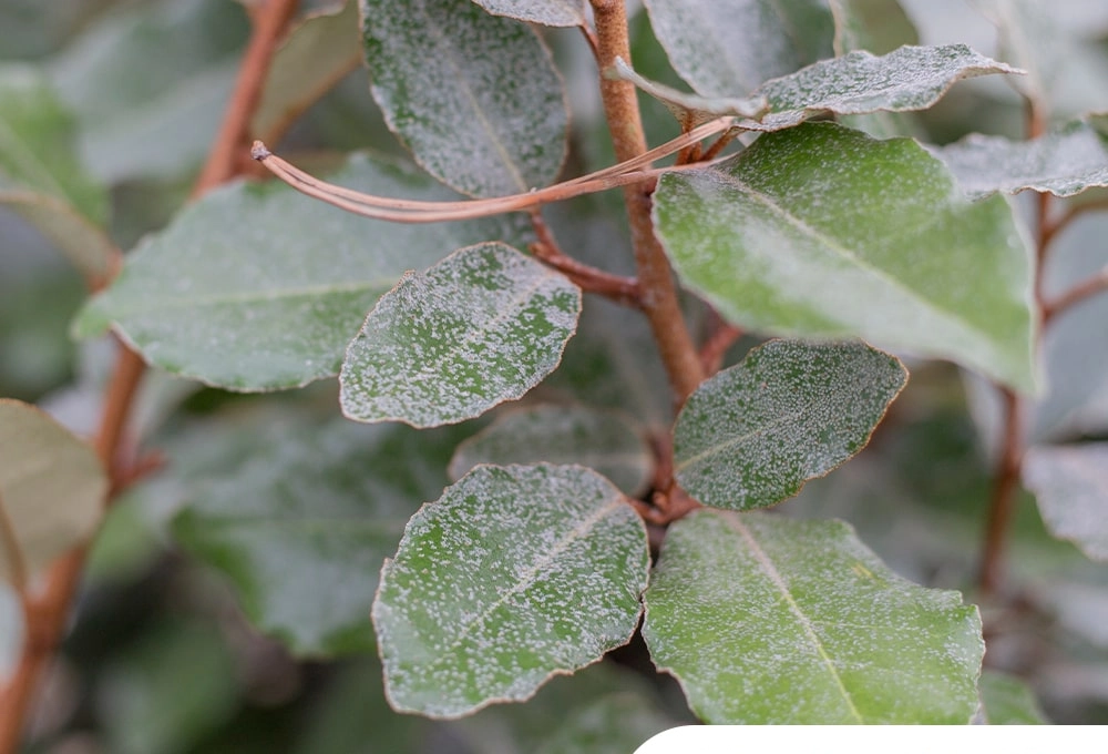 Alternatief voor leibomen