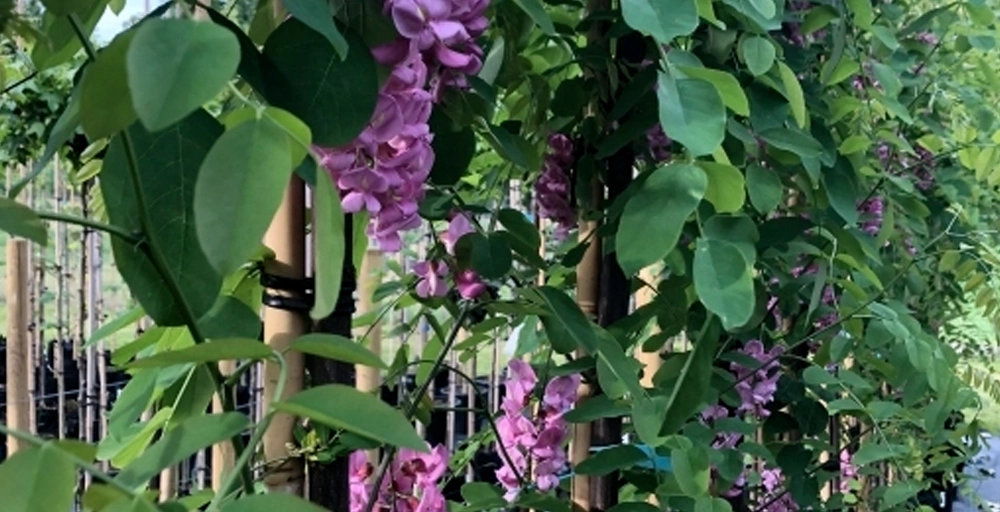 Top 10 kleurrijkste bomen