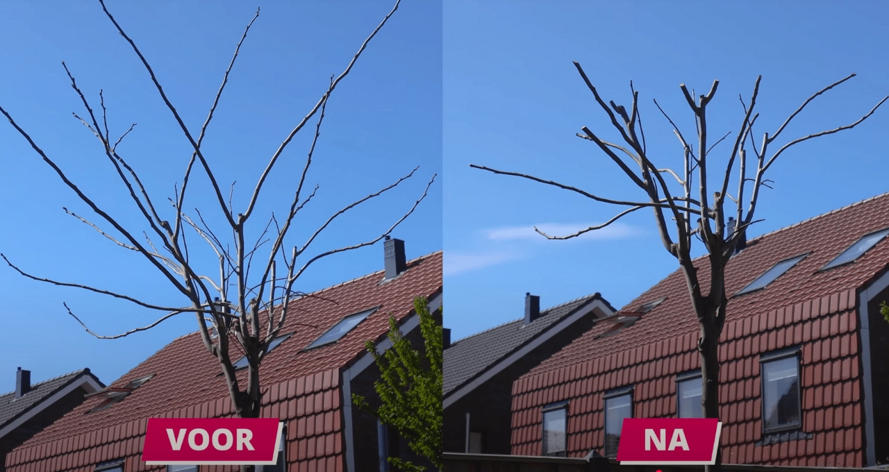 Hoe en wanneer snoei je een Perzische slaapboom?
