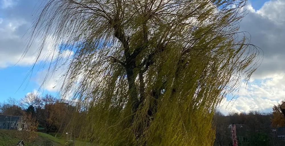 Snelgroeiende bomen