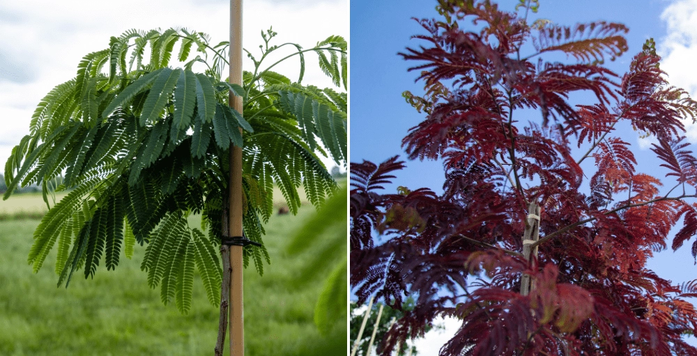 Voordelen en nadelen van de Perzische slaapboom