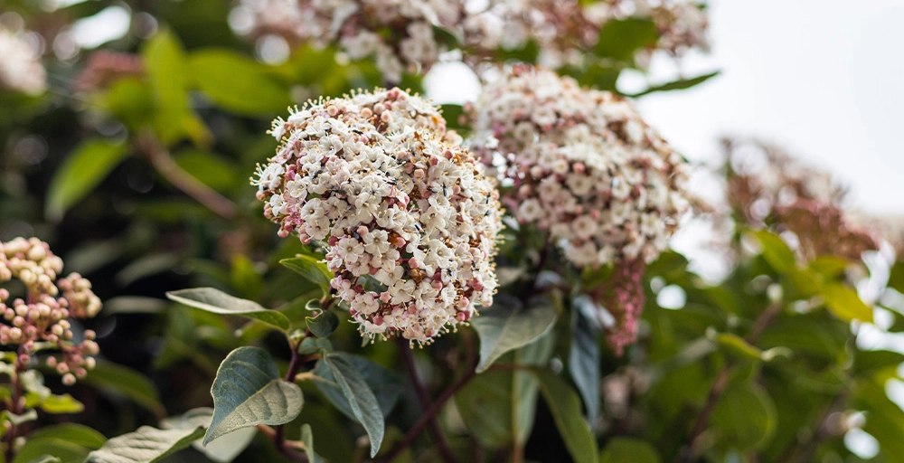Bomen met witte bloemen
