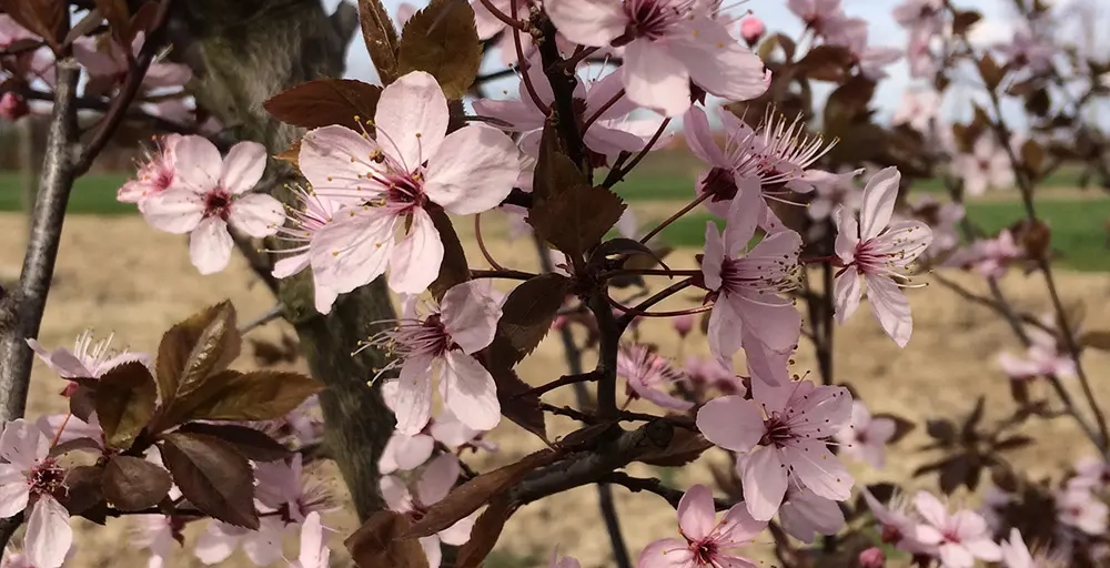 Bomen met roze bloemen