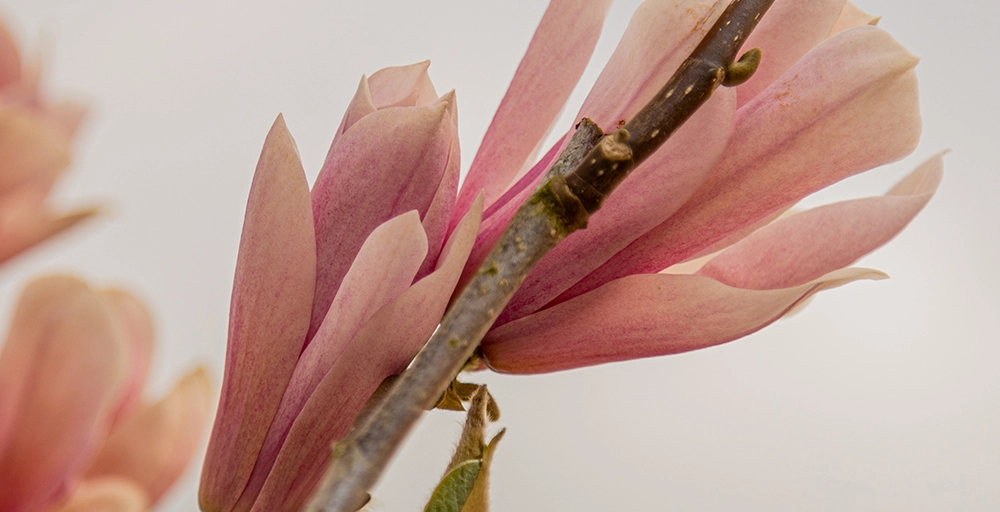 Top 10 kleurrijkste bomen
