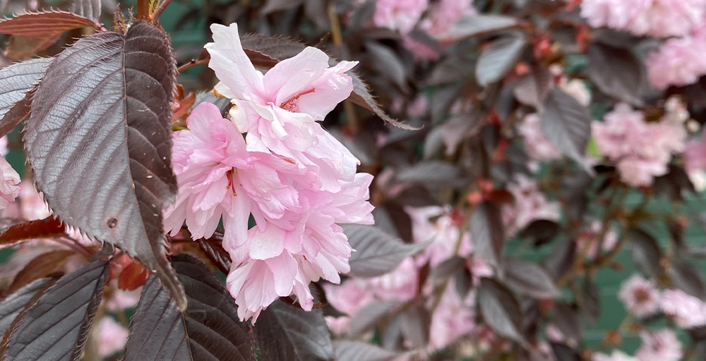 Bloeiende bomen in mei