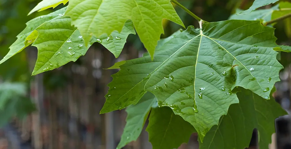 Snelgroeiende bomen