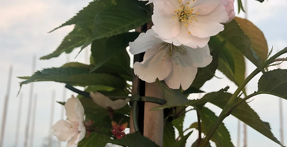 Bomen voor een Japanse tuin