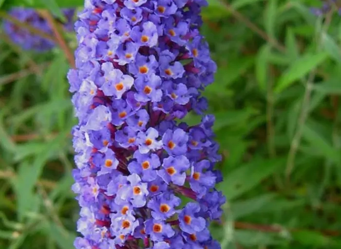 Beste winterharde tuinplanten