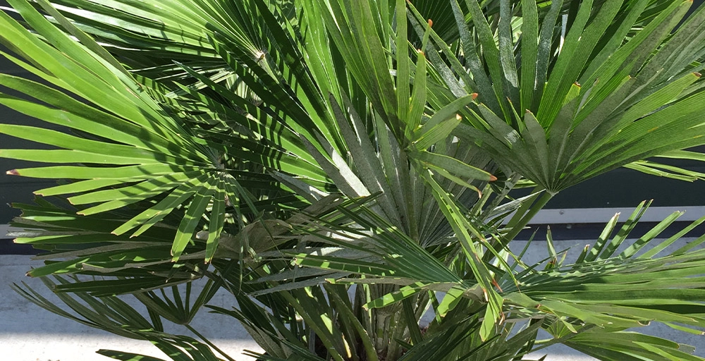 Tropische winterharde planten voor buiten