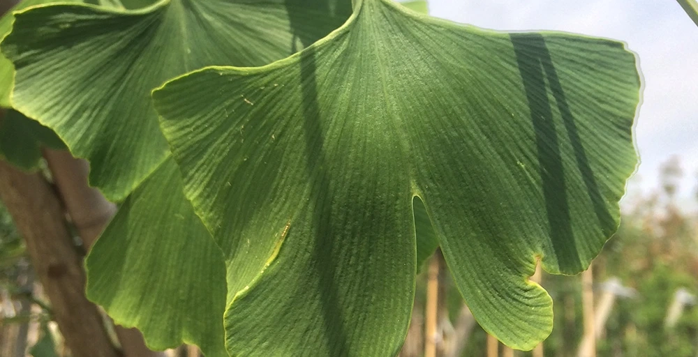 Bomen voor een Japanse tuin