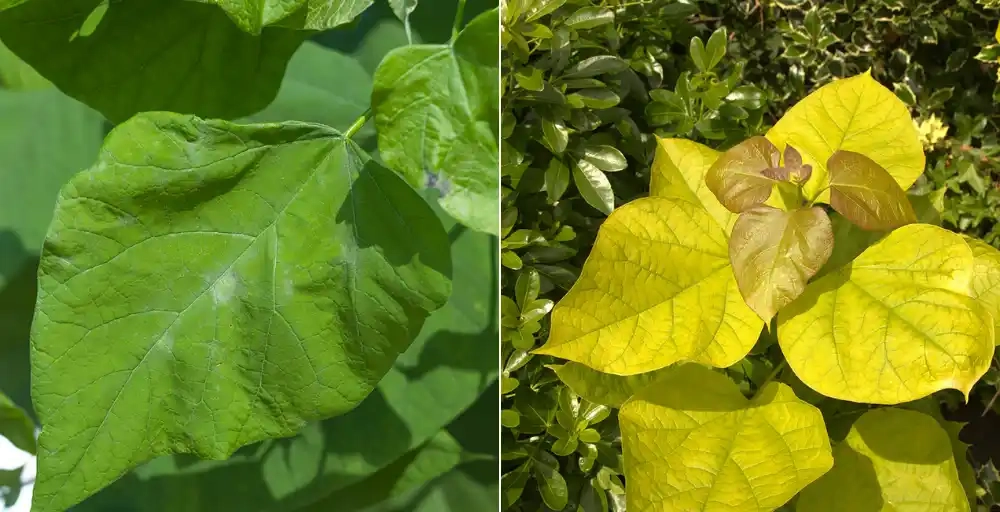 Alle voordelen en nadelen van de bolcatalpa