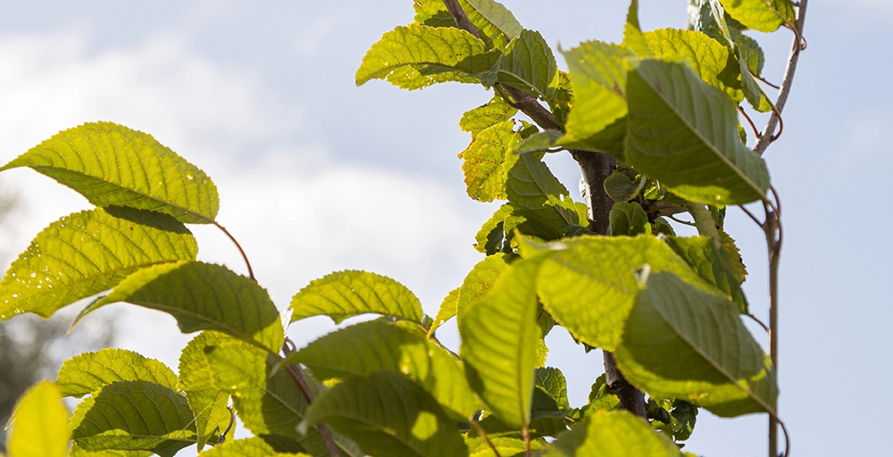 Welke bomen bloeien in april