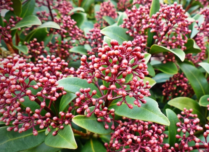 Mediterrane tuin