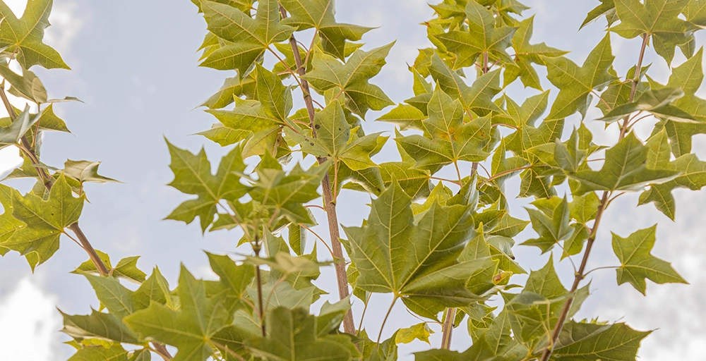 Welke bomen groeien in de schaduw?