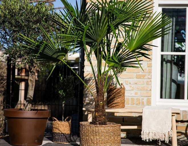 Hoe fleur je je terras leuk op met de juiste boom?