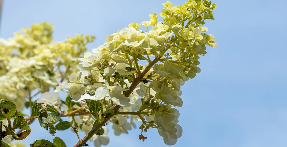 Welke bomen bloeien in oktober?
