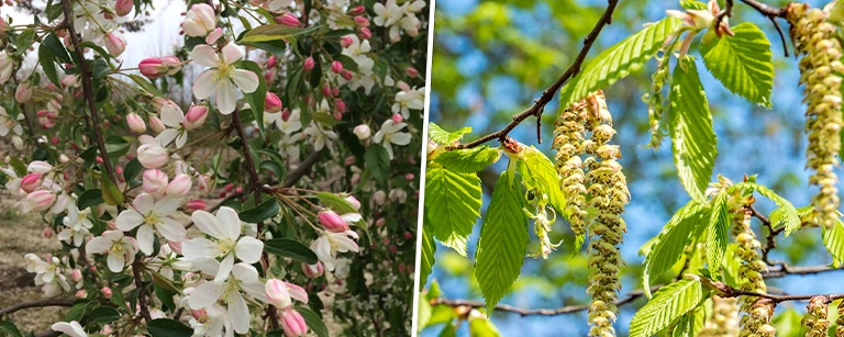 De beste bomen voor vogels in jouw tuin