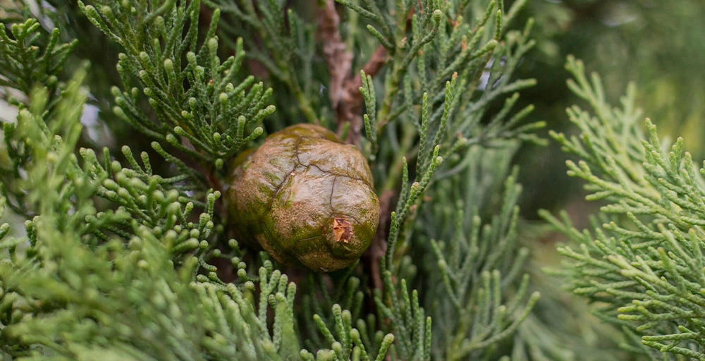 Bomen die in de volle zon kunnen staan