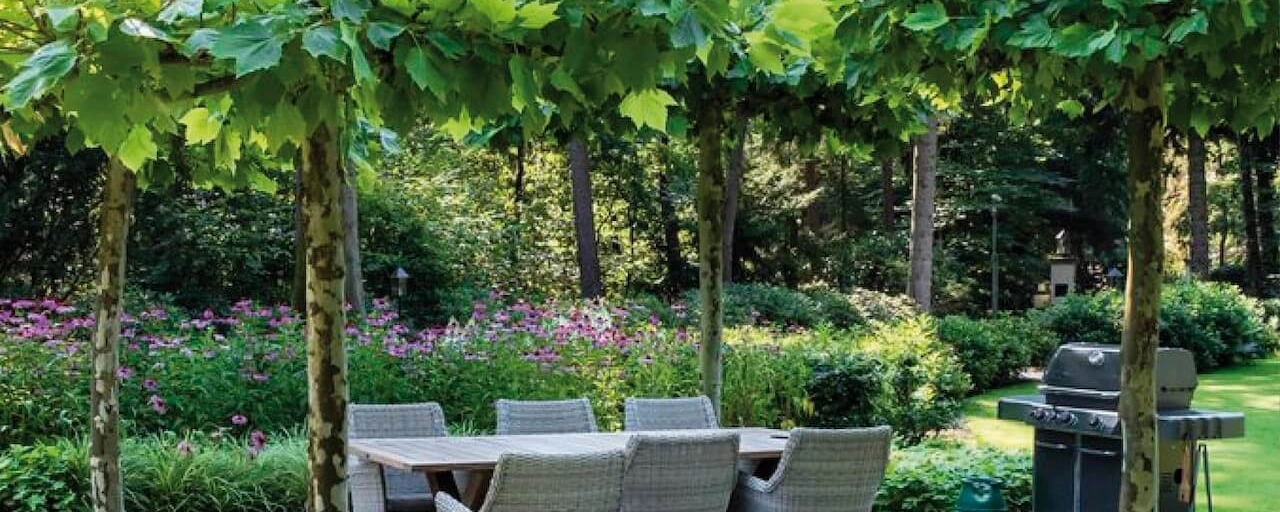Hoe fleur je je terras leuk op met de juiste boom?