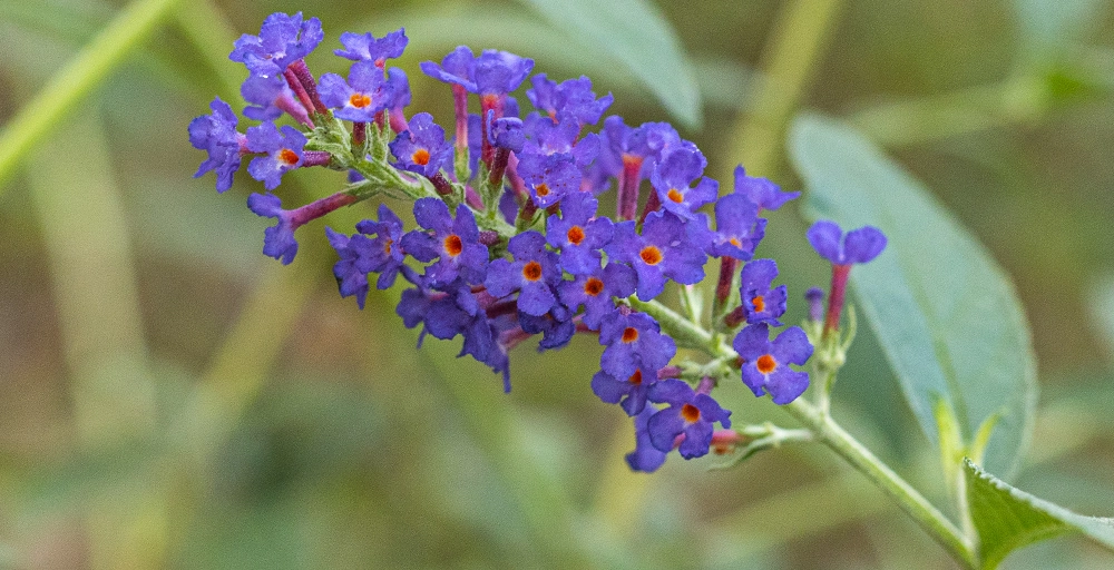 Maak de tuin klaar voor het voorjaar