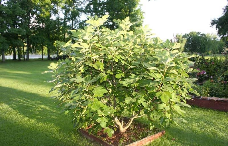 Hoe fleur je je terras leuk op met de juiste boom?