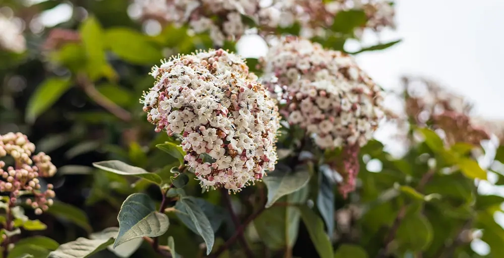 Beste tijd om bomen te planten