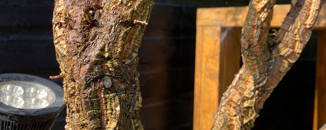 Welke bomen verliezen hun schors?