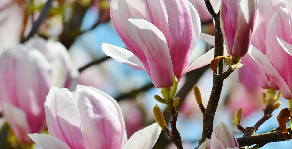 Bomen met roze bloemen