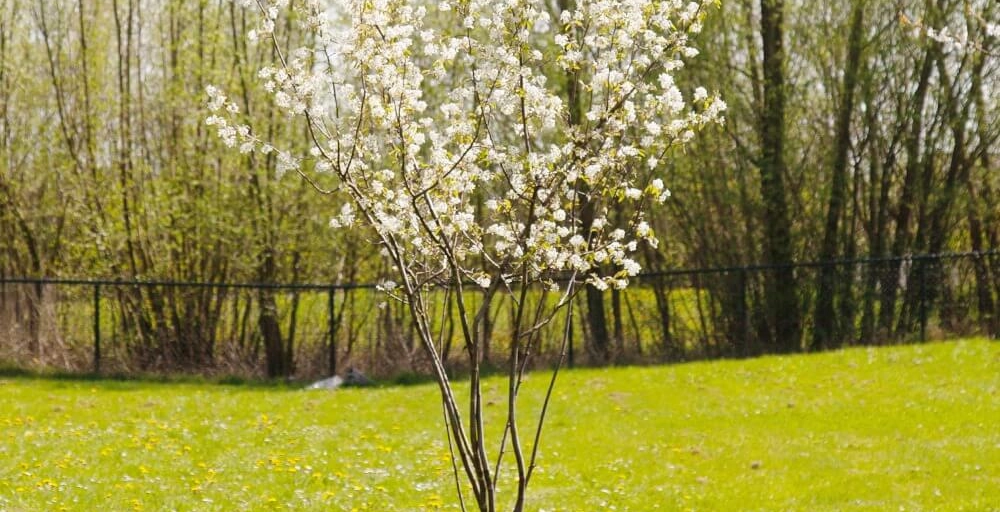 Boomsoorten: welke soort bomen kun je in je tuin zetten?