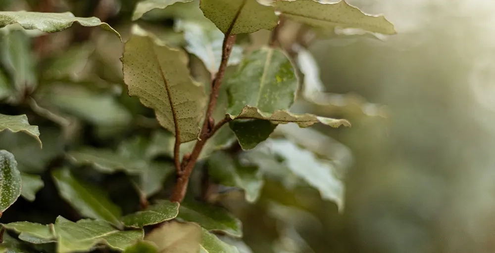 Welke bomen blijven groen in de winter?