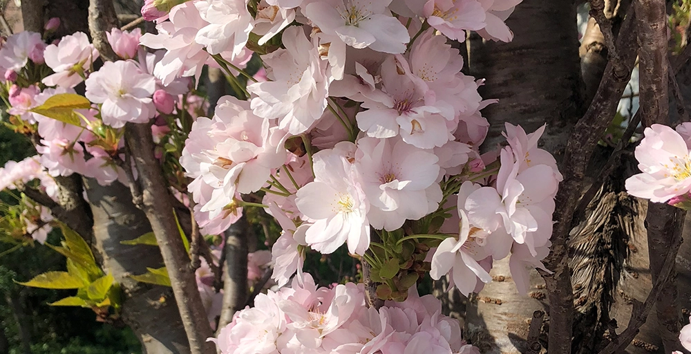 Welke bomen bloeien in april