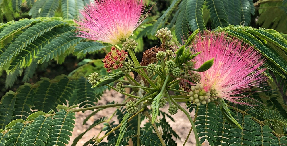 Mediterrane tuin