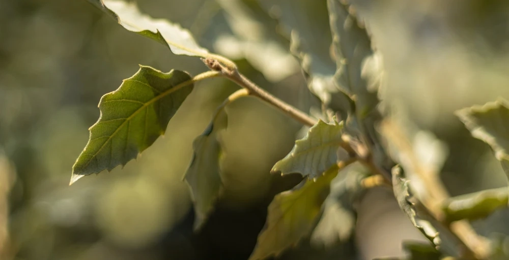 Bladhoudende bomen jaarrond