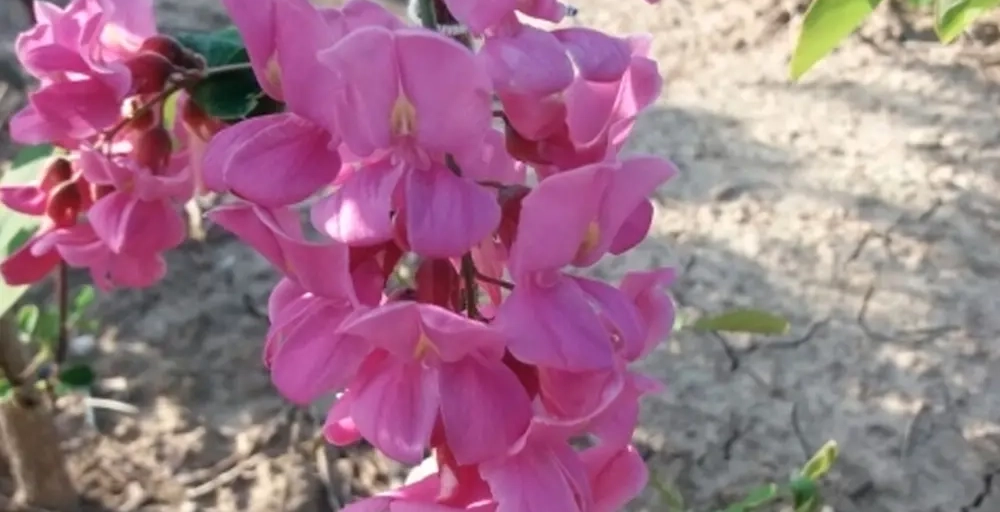 Bomen met roze bloemen