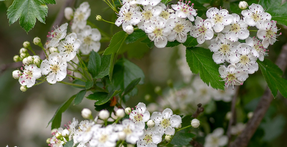 Welke bomen bloeien in april