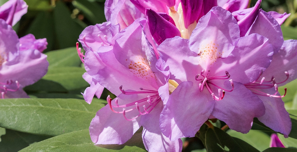 Welke boom past het best in jouw tuin?