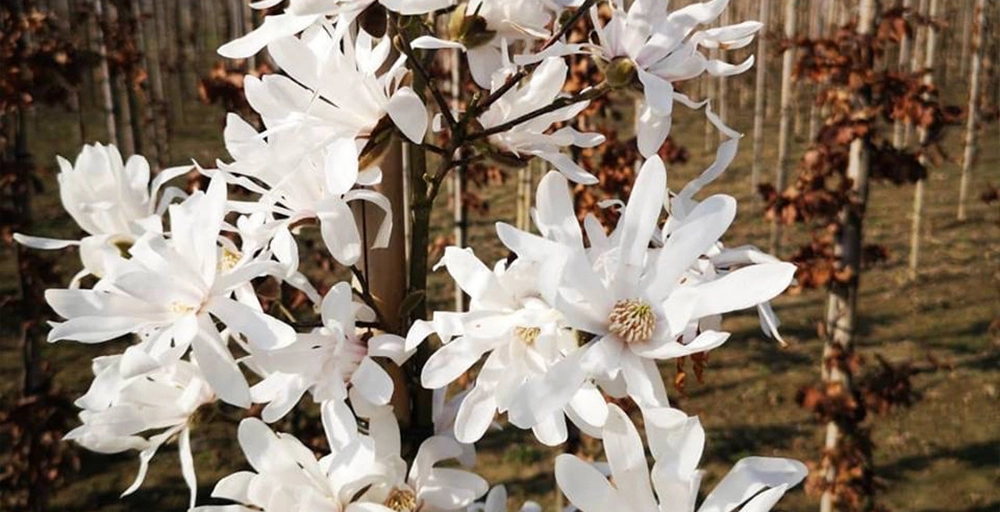 Bomen met witte bloemen