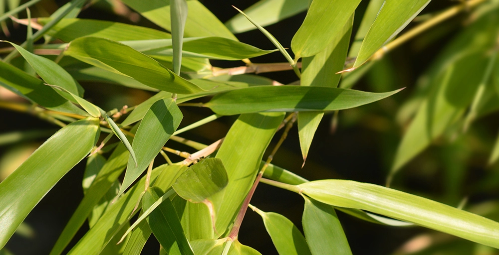 Tropische winterharde planten voor buiten