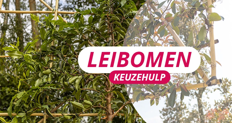 Leibomen keuzehulp