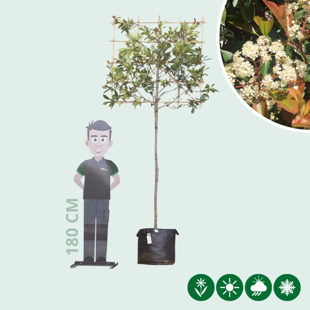 Leiphotinia 150 cm